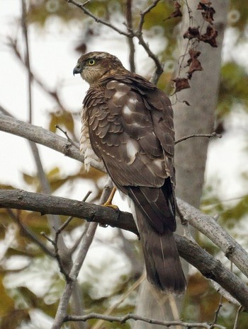 2019年12月11日(水) 相模川の野鳥観察記録