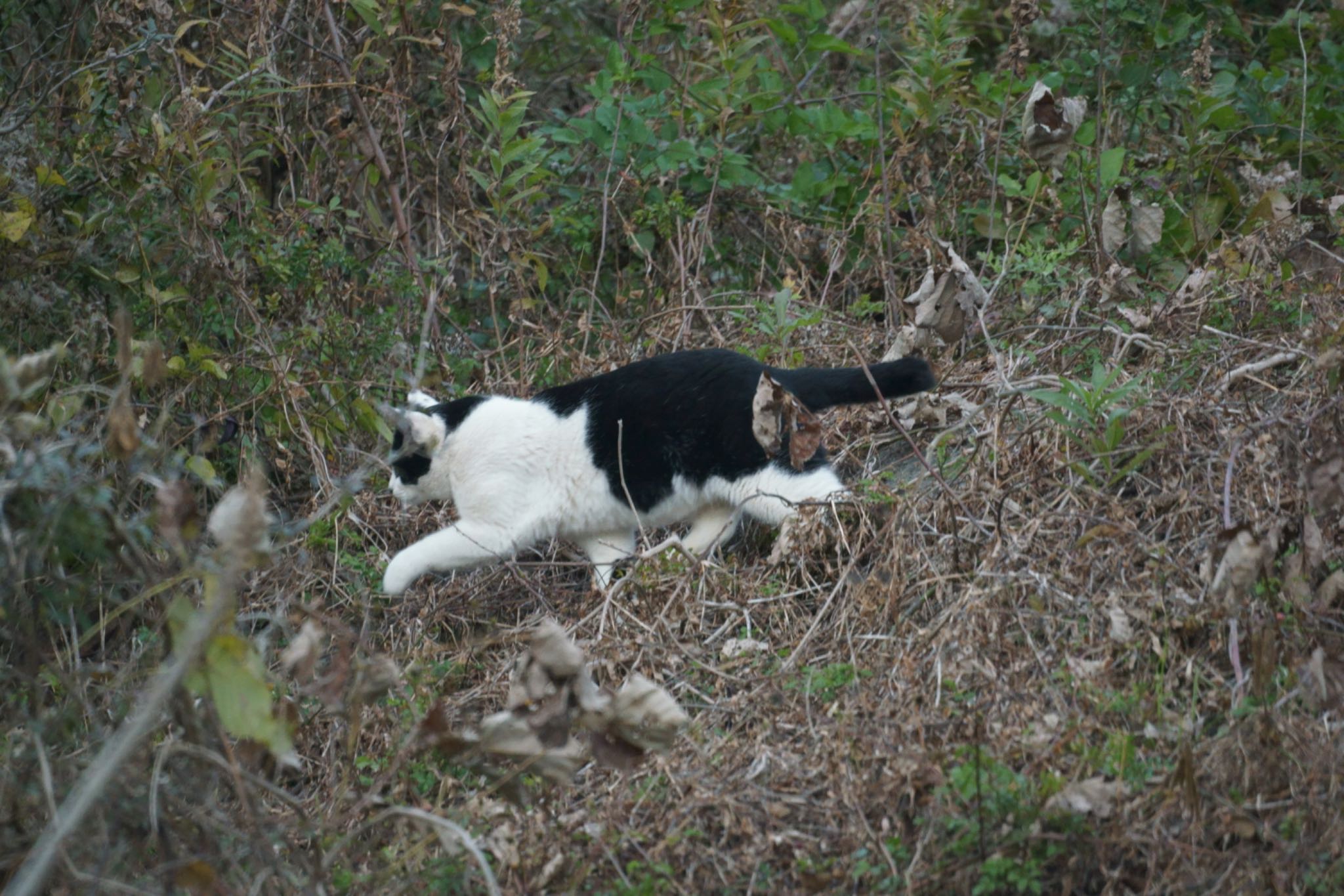 猛禽近くにいるのも知らず獲物探し