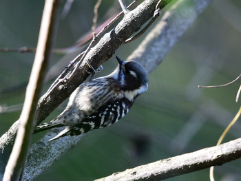 Japanese Pygmy Woodpecker 東京35 Sat, 11/30/2019