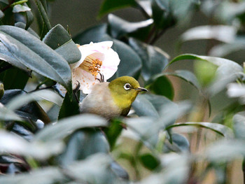 Warbling White-eye 東京29 Sat, 11/30/2019