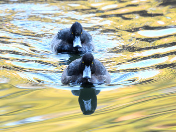 Tufted Duck 東京29 Sat, 11/30/2019