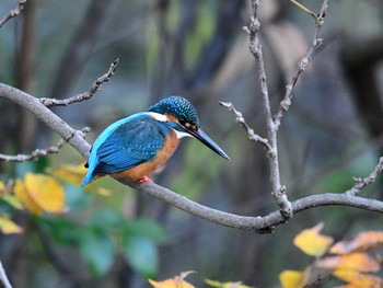 Common Kingfisher 東京35 Sat, 11/30/2019