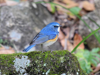 Red-flanked Bluetail 東京29 Sat, 11/30/2019