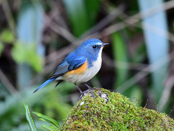 Red-flanked Bluetail 東京29 Sat, 11/30/2019