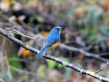 Red-flanked Bluetail 町田市 Thu, 12/12/2019