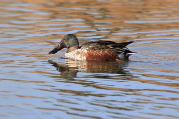 ハシビロガモ 葛西臨海公園 2019年12月12日(木)