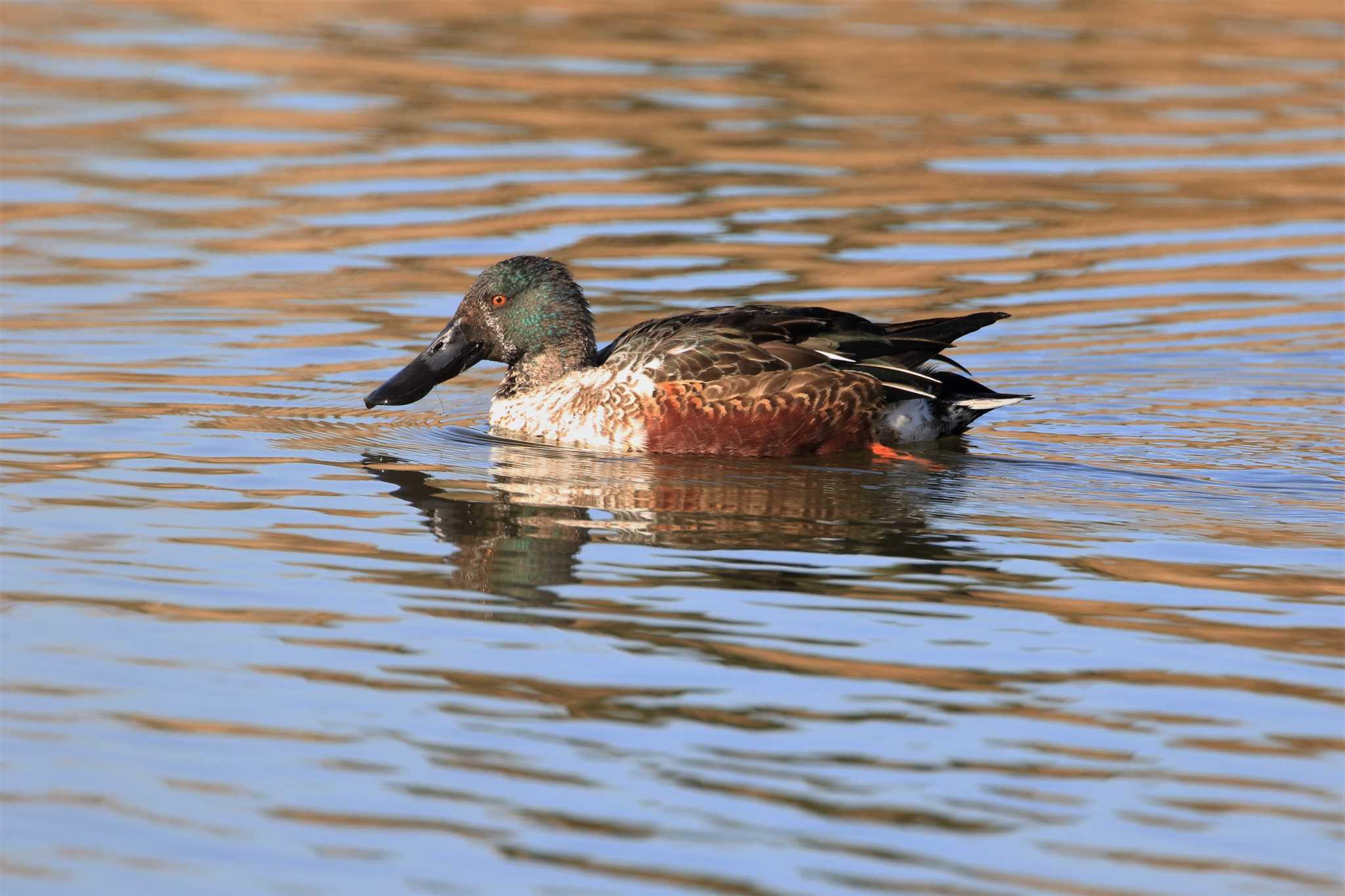 Photo of Northern Shoveler at Kasai Rinkai Park by Susumu Harada