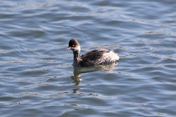 ハジロカイツブリ 葛西臨海公園 2019年12月12日(木)