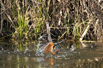 Common Kingfisher Unknown Spots Thu, 12/12/2019