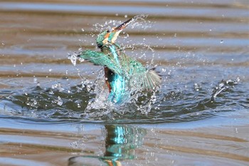 Common Kingfisher Unknown Spots Thu, 12/12/2019