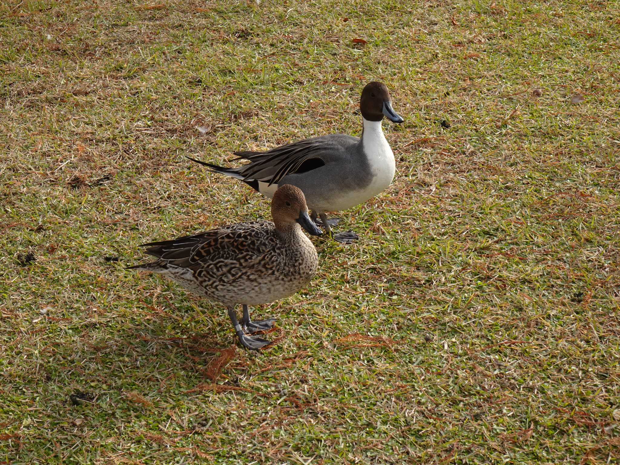 Northern Pintail