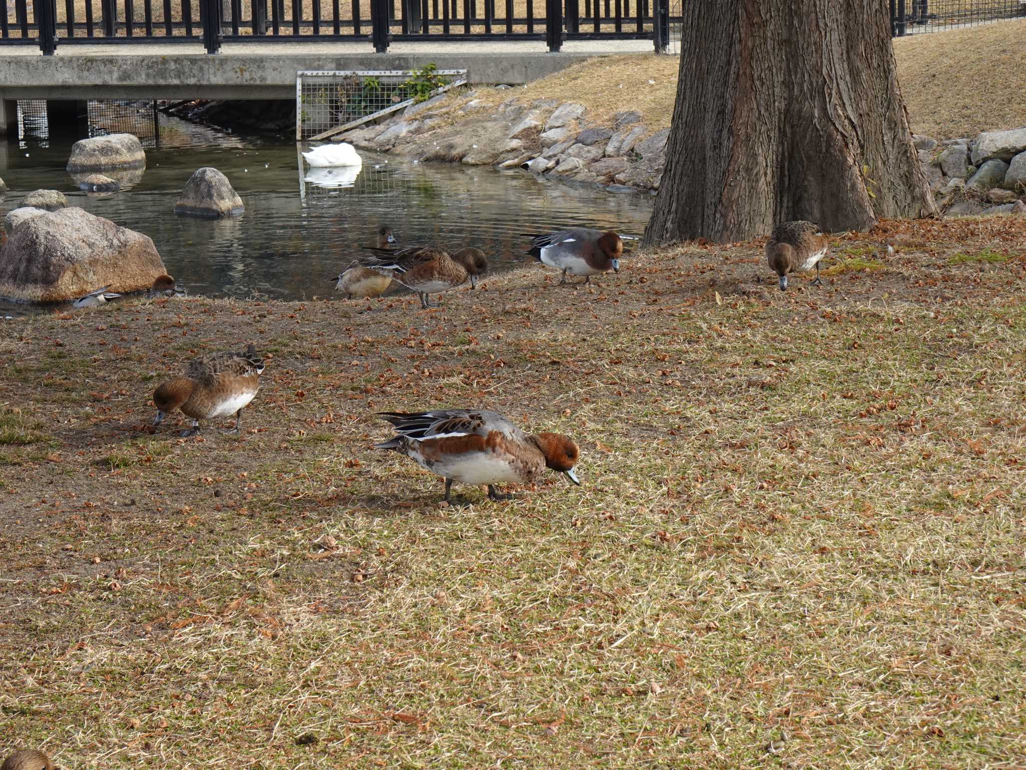 Eurasian Wigeon