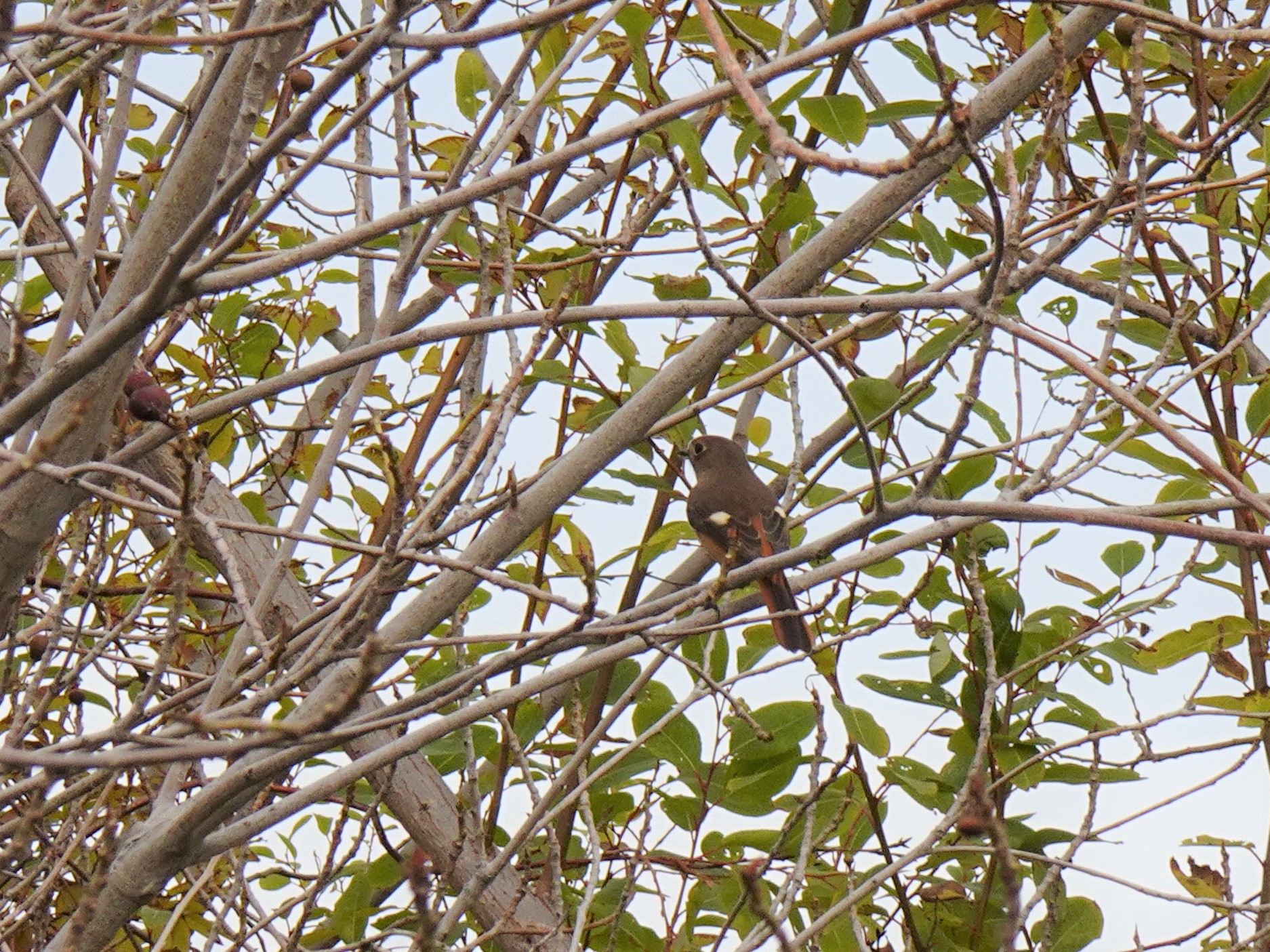 Daurian Redstart