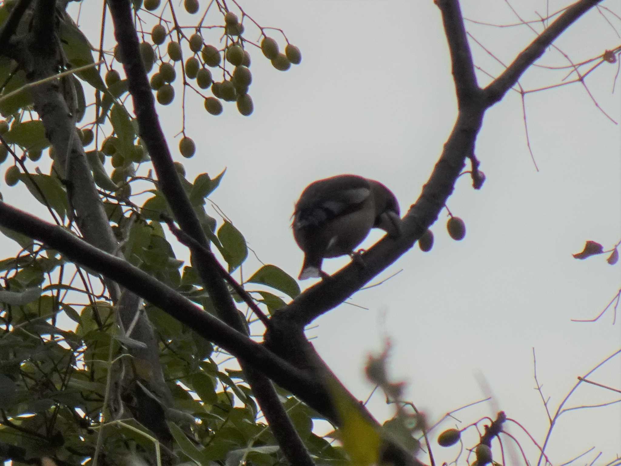 Hawfinch