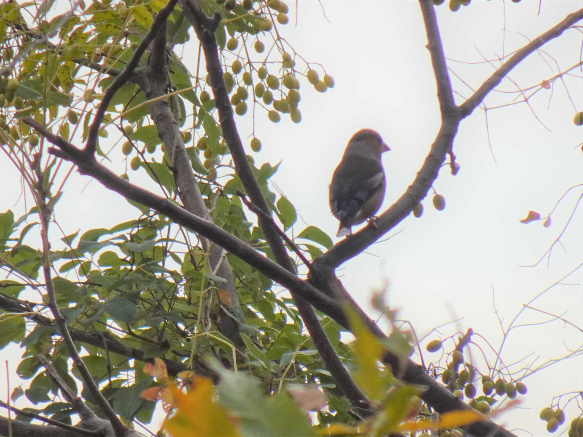 Photo of Hawfinch at 昆陽池 by マル