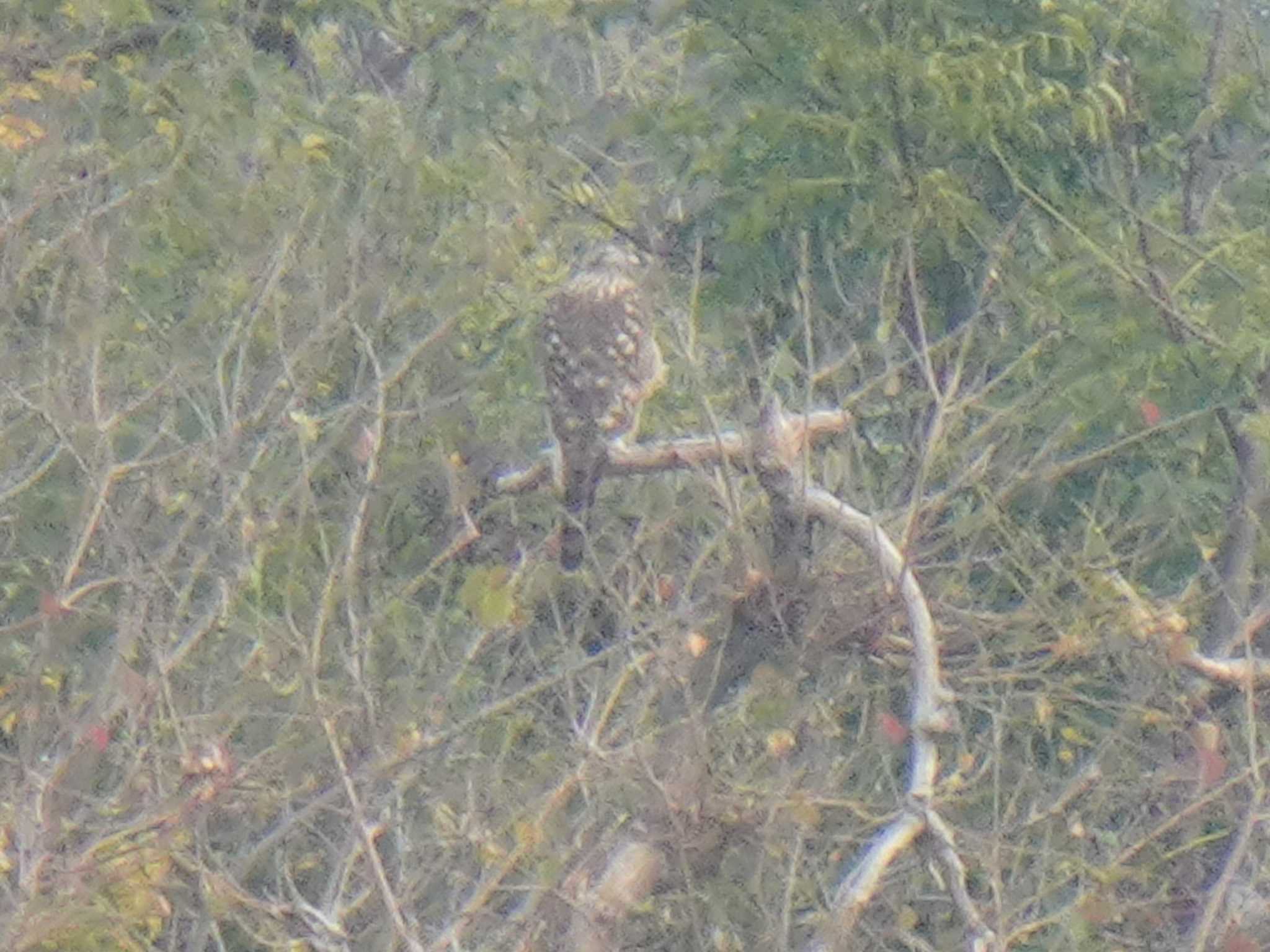 Eurasian Goshawk