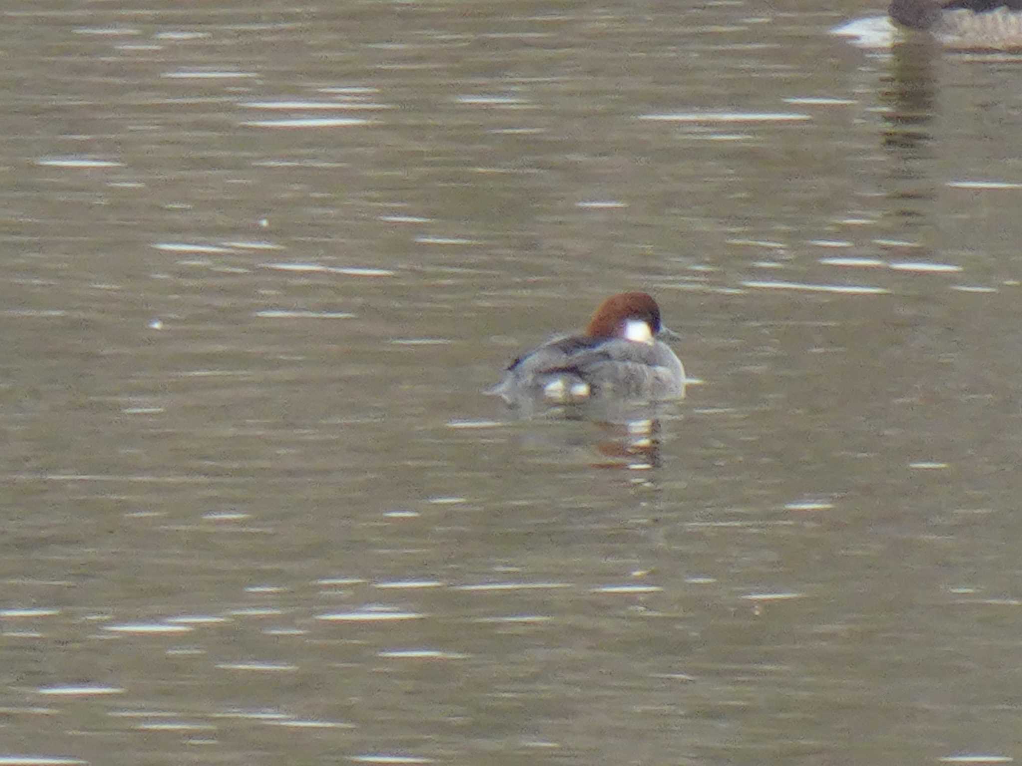 Smew