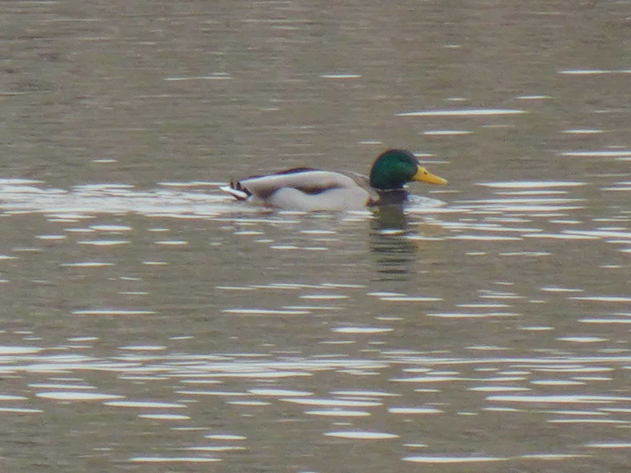 Mallard