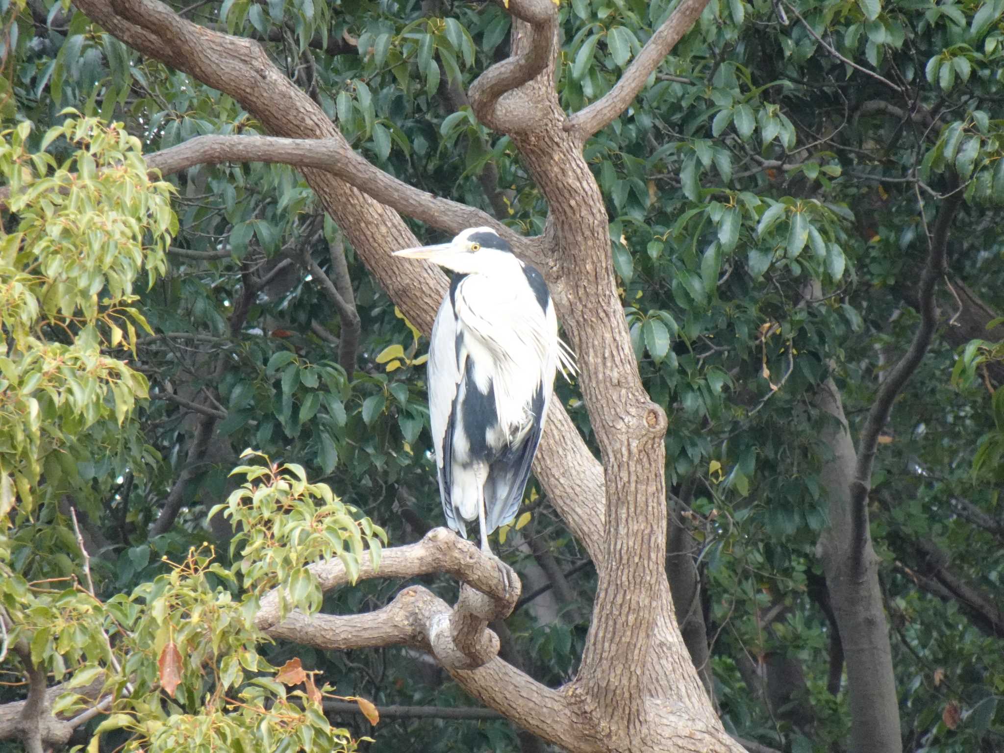 Grey Heron