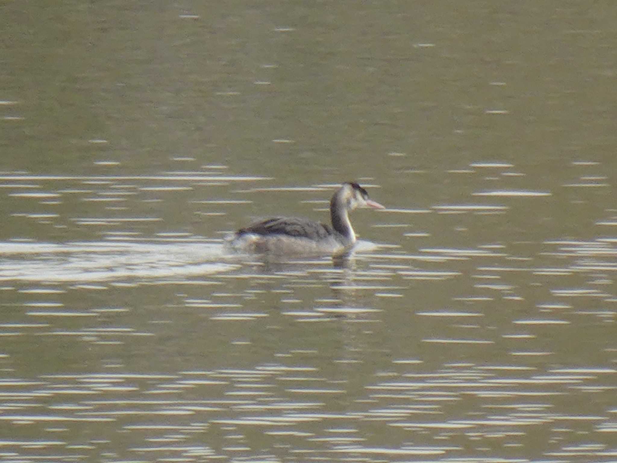 Great Crested Grebe