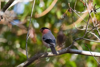 Eurasian Bullfinch(rosacea) Unknown Spots Tue, 12/10/2019