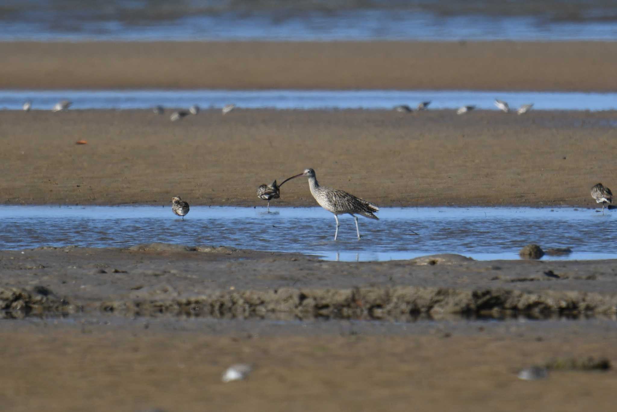 Photo of Far Eastern Curlew at ケアンズ by あひる