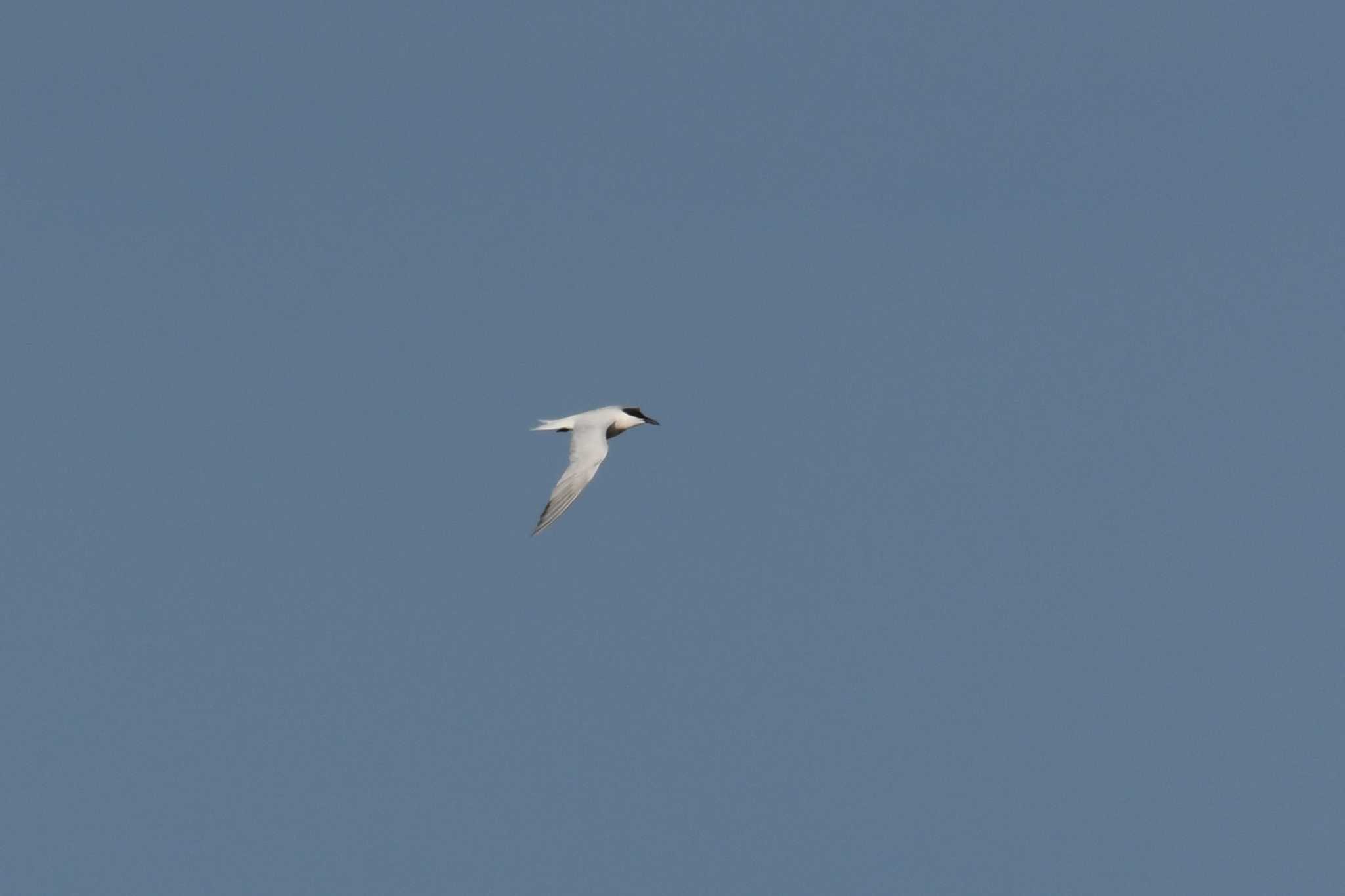 Australian Tern