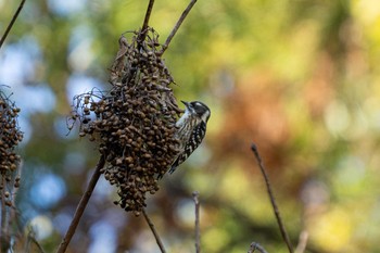 Japanese Pygmy Woodpecker 春野町 Thu, 12/12/2019