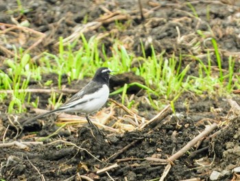 Japanese Wagtail 東浦和 Tue, 12/10/2019