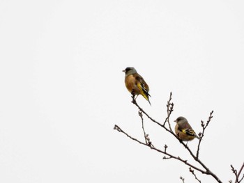 Grey-capped Greenfinch 東浦和 Tue, 12/10/2019