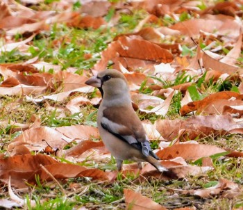 Hawfinch 東浦和 Tue, 12/10/2019