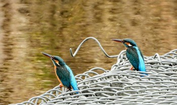 Common Kingfisher 東浦和 Tue, 12/10/2019