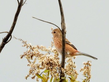 Siberian Long-tailed Rosefinch 東浦和 Tue, 12/10/2019