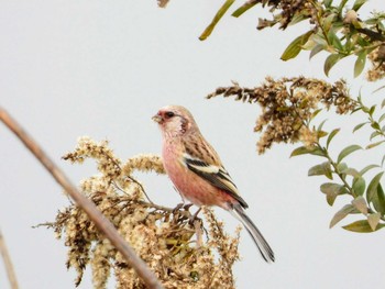 Siberian Long-tailed Rosefinch 東浦和 Tue, 12/10/2019