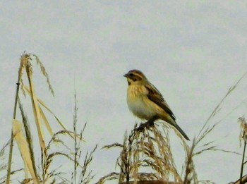 Common Reed Bunting 東浦和 Tue, 12/10/2019