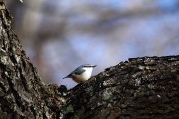 ゴジュウカラ 奥日光 2019年12月8日(日)