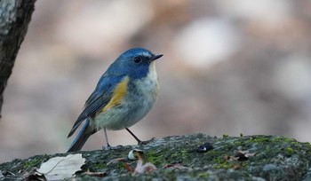 Red-flanked Bluetail 東京都多摩地域 Thu, 12/12/2019