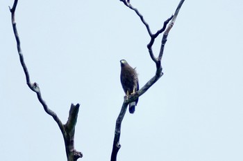 Crested Serpent Eagle Langkawi Island(General Area) Sun, 11/24/2019