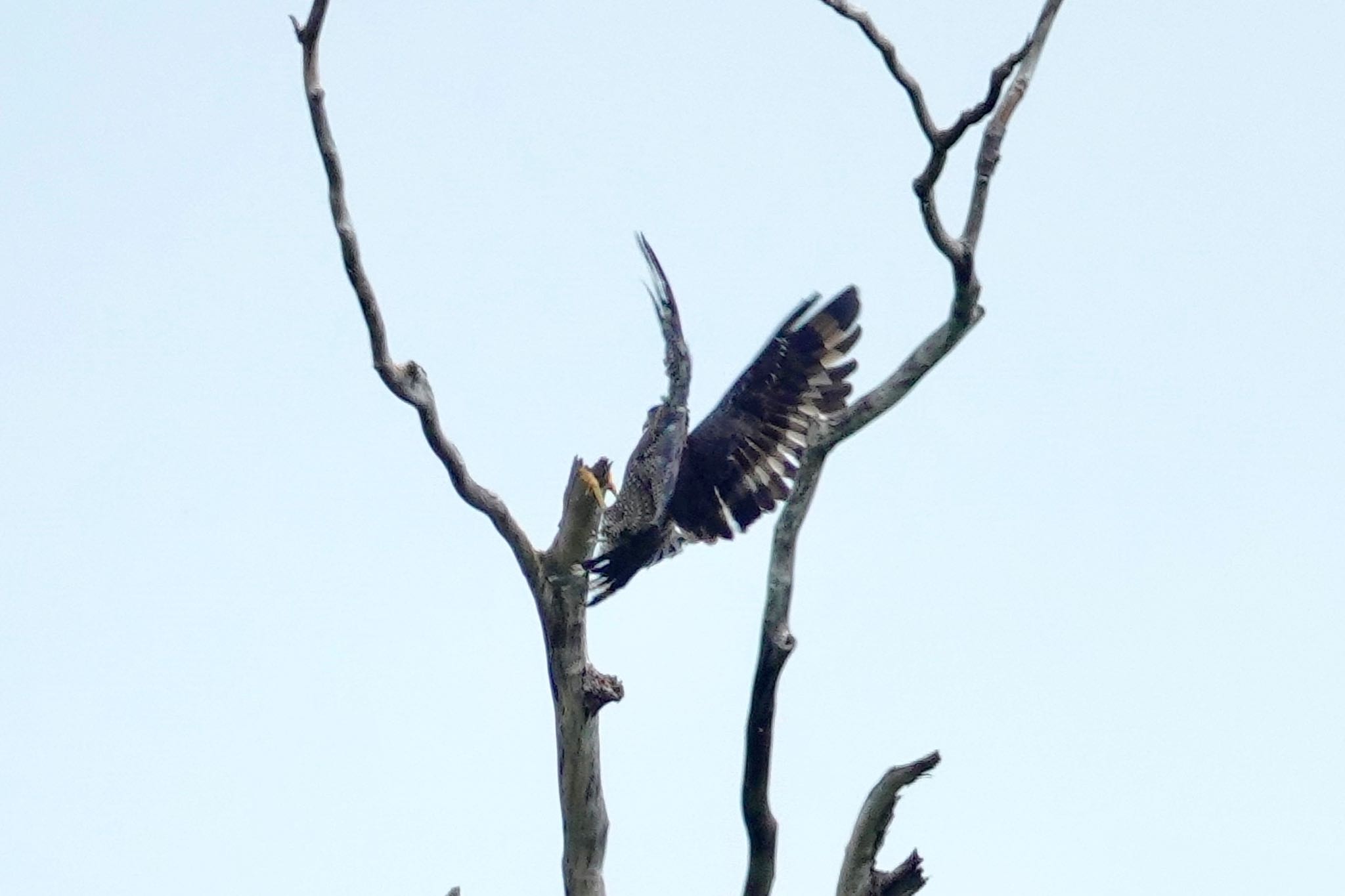 Crested Serpent Eagle