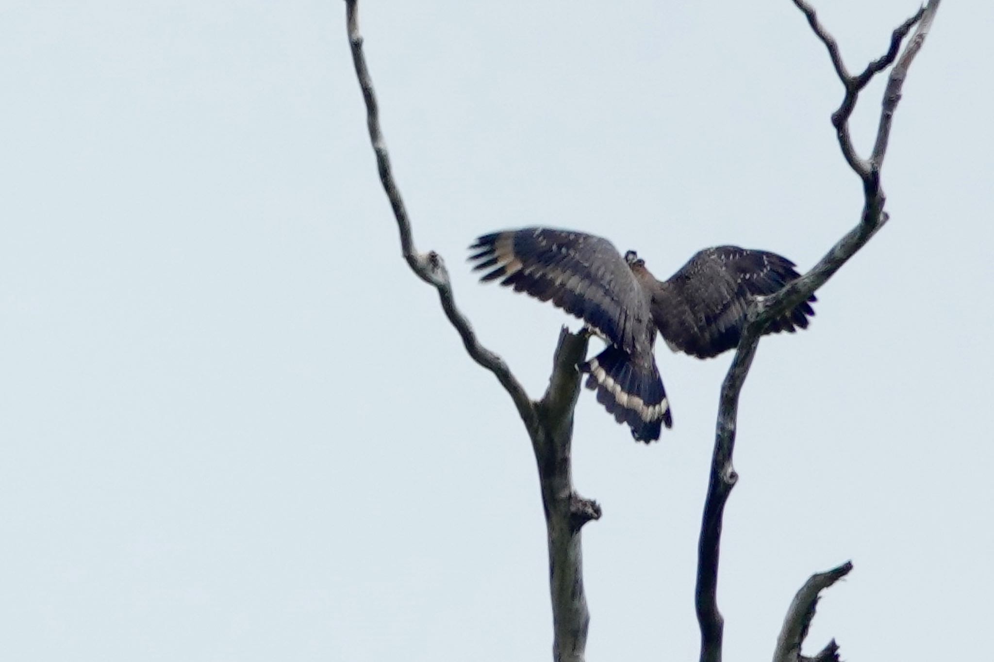 Crested Serpent Eagle