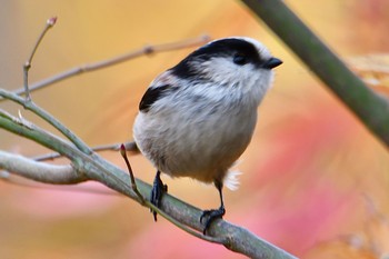 エナガ 舞岡公園 2019年12月12日(木)