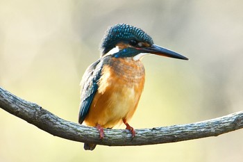 カワセミ 舞岡公園 2019年12月12日(木)