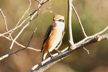 モズ 舞岡公園 2019年12月12日(木)