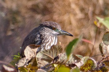 2019年12月9日(月) 南郷洗堰(瀬田川洗堰)の野鳥観察記録