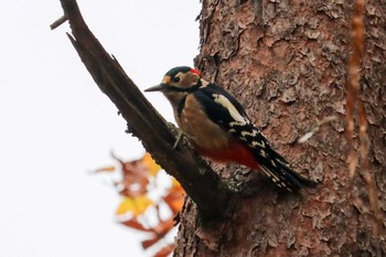 2019年12月7日(土) 南アルプス邑野鳥公園の野鳥観察記録