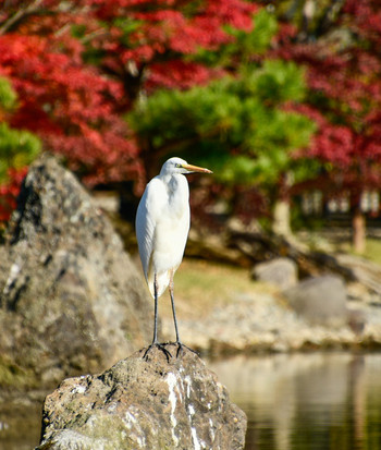 Unknown Species 福島県いわき市 Wed, 11/13/2019