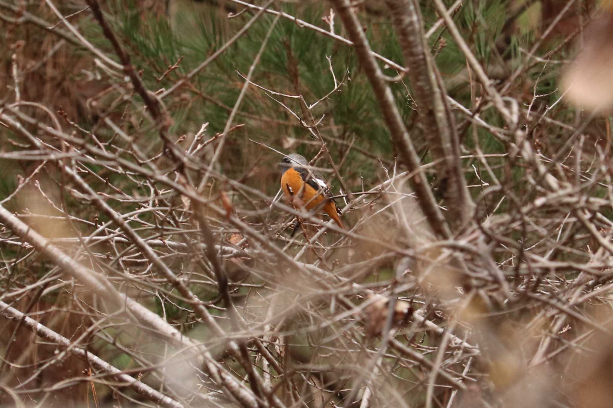 Daurian Redstart