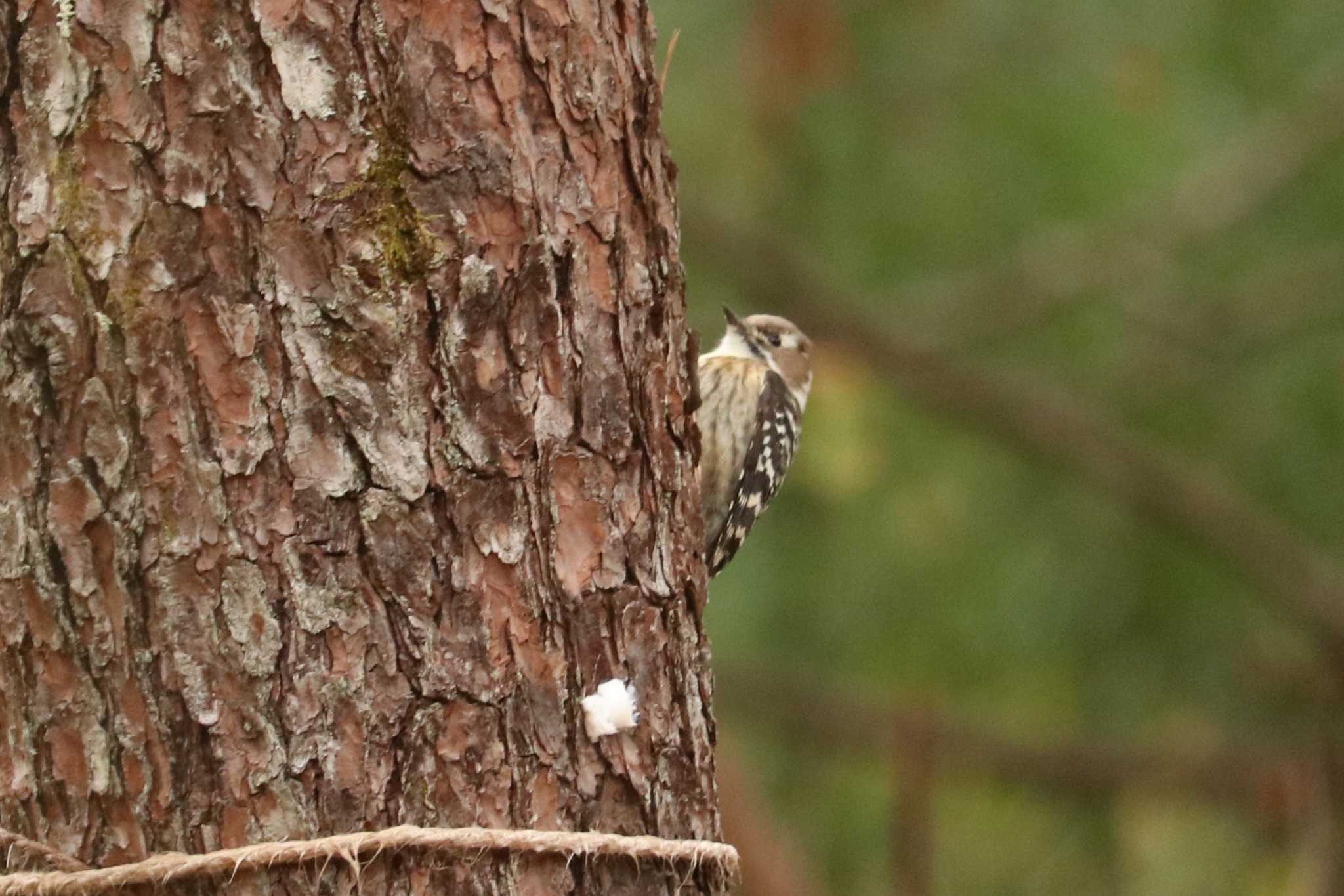 Japanese Pygmy Woodpecker