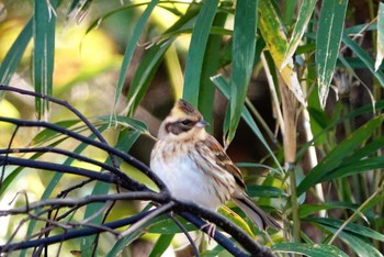 Yellow-throated Bunting 稲佐山 Fri, 12/13/2019