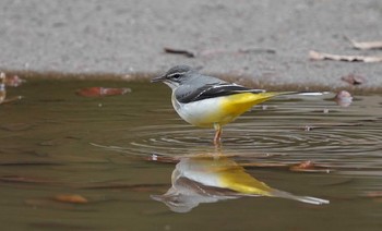 Grey Wagtail